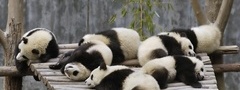 панды, спят, мостик, деревья