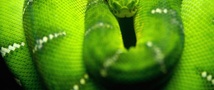 Змея, зелёная, сук