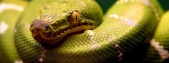 питон, змея, зеленый