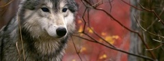 Волк, лес, осень