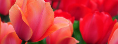 красные, тюльпаны, цветы, природа
