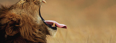 лев, язык, клыки, пасть