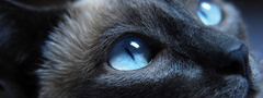 кошка, нос, глаза, морда
