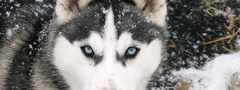 Хаски, взгляд, собака, снег