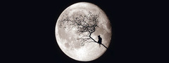 кот, луна, дерево, ночь