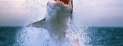 акула, зубы, брызги, вода