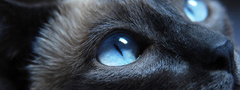Кот, кошка, газа, голубые, взгляд