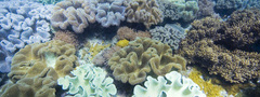 коралл, океан, подводный мир