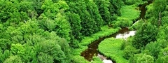 река, лес, зелень, листья