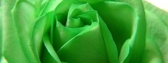 rose, green, flower, beautiful nature wallpapers, роза, зелёная, цветы, леп ...