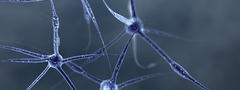 нейроны, клетки, вид