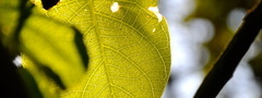 дерево, лист, ветка, фото, макро, листья