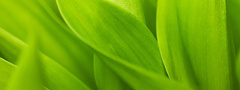 макро обои, зелень, зелёный, green macro wallpapers, листья, стебельки, лис ...