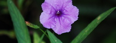 color purple, , 