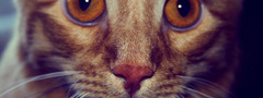 кот, рыжий, глаза, взгляд