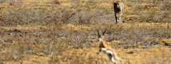 гепард, африка, природа