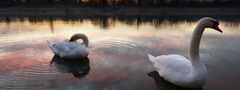 лебеди, озеро, закат, природа