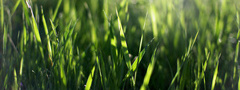 трава, зелень, макро, блики