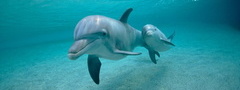 вода, дельфины, животные