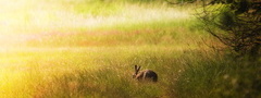поле, заяц, лето, природа