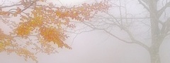 туман, дерево, листья