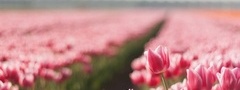 поле, тюльпаны, крупный план