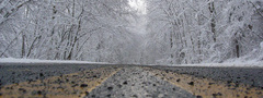 дорога, разметка, зима, деревья, снег