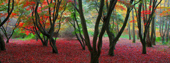 парк, осень, красные листья