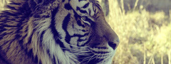 тигр, смотрит, взгляд, макро, животное, трава