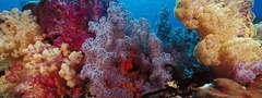 море, подводный мир, кораллы