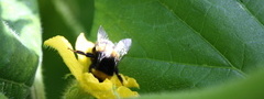 пчела, цветок, нектар