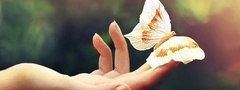 рука, бабочка, вид