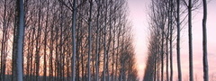 зима, снег, закат, дорога, пейзаж, деревья, красота