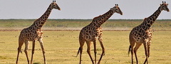 жирафы, Африка, песок, природа