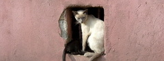 кошки, стена, дом