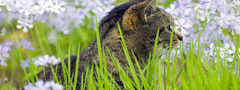 кот, трава, сидит, макро, цветы