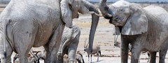 слоны, Африка, природа