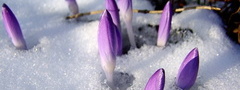 весна, снег, цветы, природа