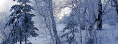 зима, лес, деревья, снег, природа
