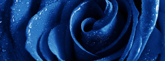 цветок, роза, синий, капли, макро, фотошоп