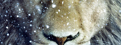 животное, животные, лев, снег