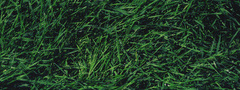 трава, капли, минимализм, природа, зелень
