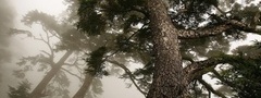 дерево, лес, туман