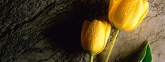 тюльпаны, два, жёлтые
