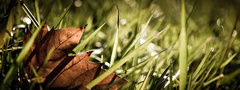 Осень, лист, трава