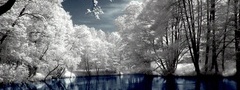 деревья, иней, озеро, зима