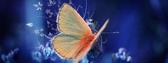 бабочка, фон, цвет