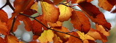 природа, ветви, ветки, листья, осень