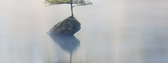 скала, дерево, вода
