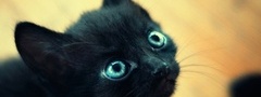 котёнок, чёрный, глаза, голубые